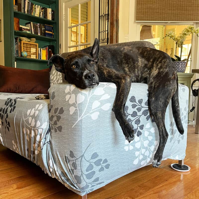 Brindle dog laying on the arm of a sofa