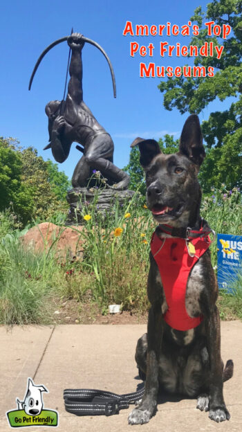 Brindle dog in a red harnesses sitting in front of a sculpture at a pet friendly museum in Tulsa, OK