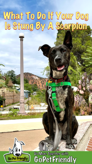 Brindle dog in a green harness in Bisbee, Arizona where scorpions are common