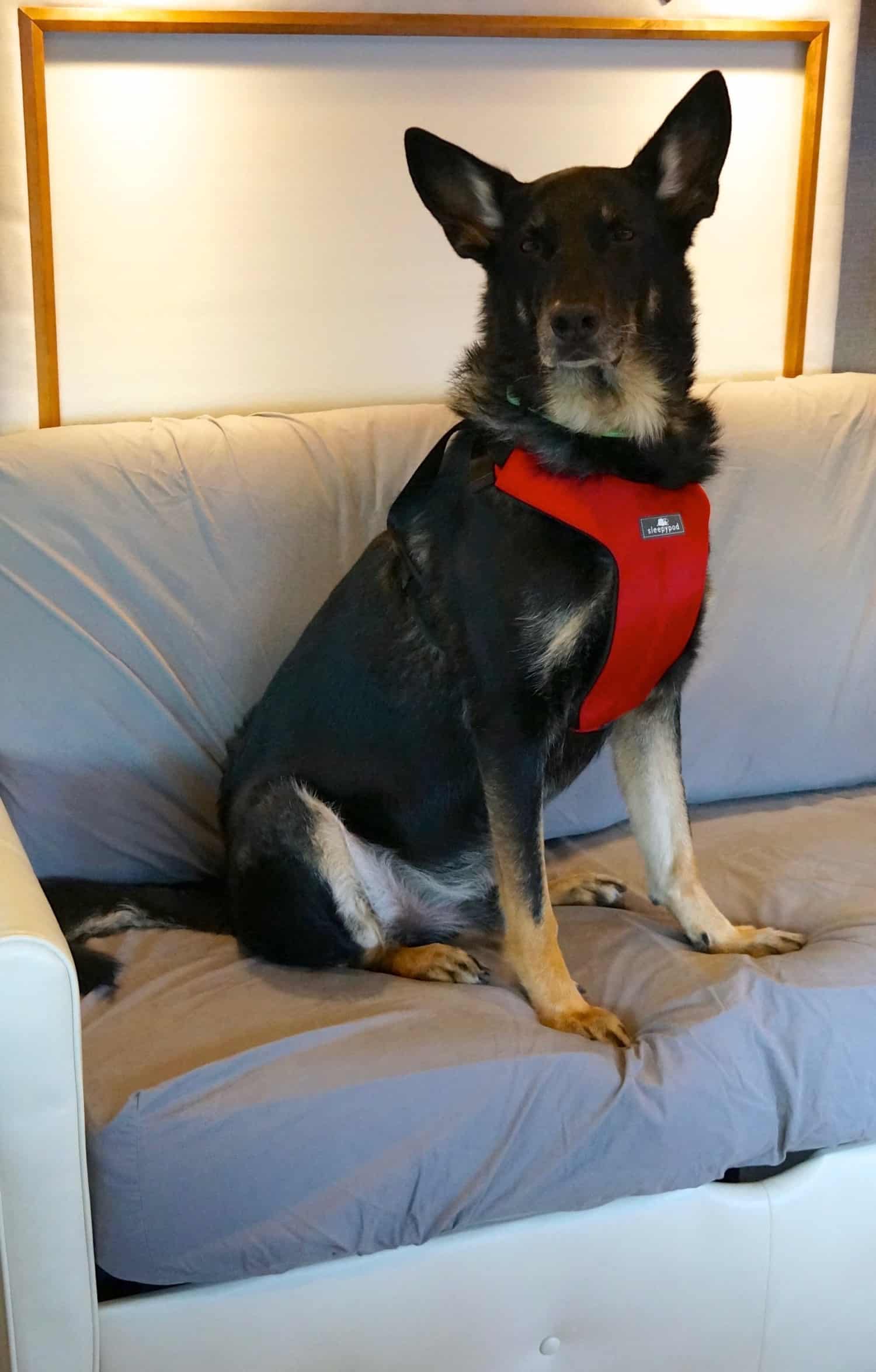 Black German Shepherd in a red crash-tested car harness