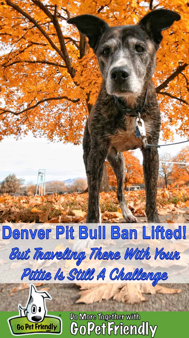 Senior Pit Bull in Denver with fall foliage in the background