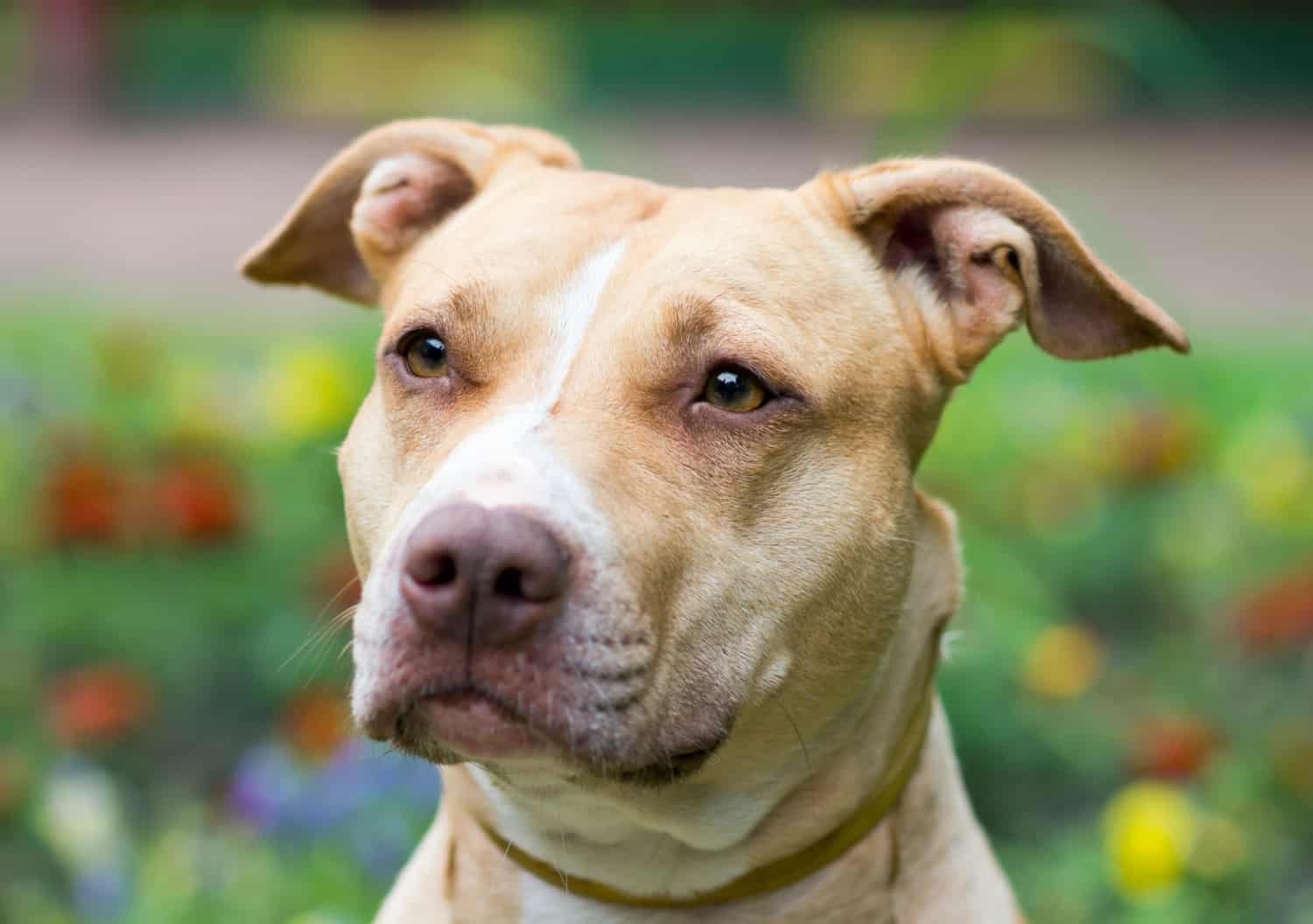 Outdoor Portrait close-up American Pit Bull Terrier in Denver