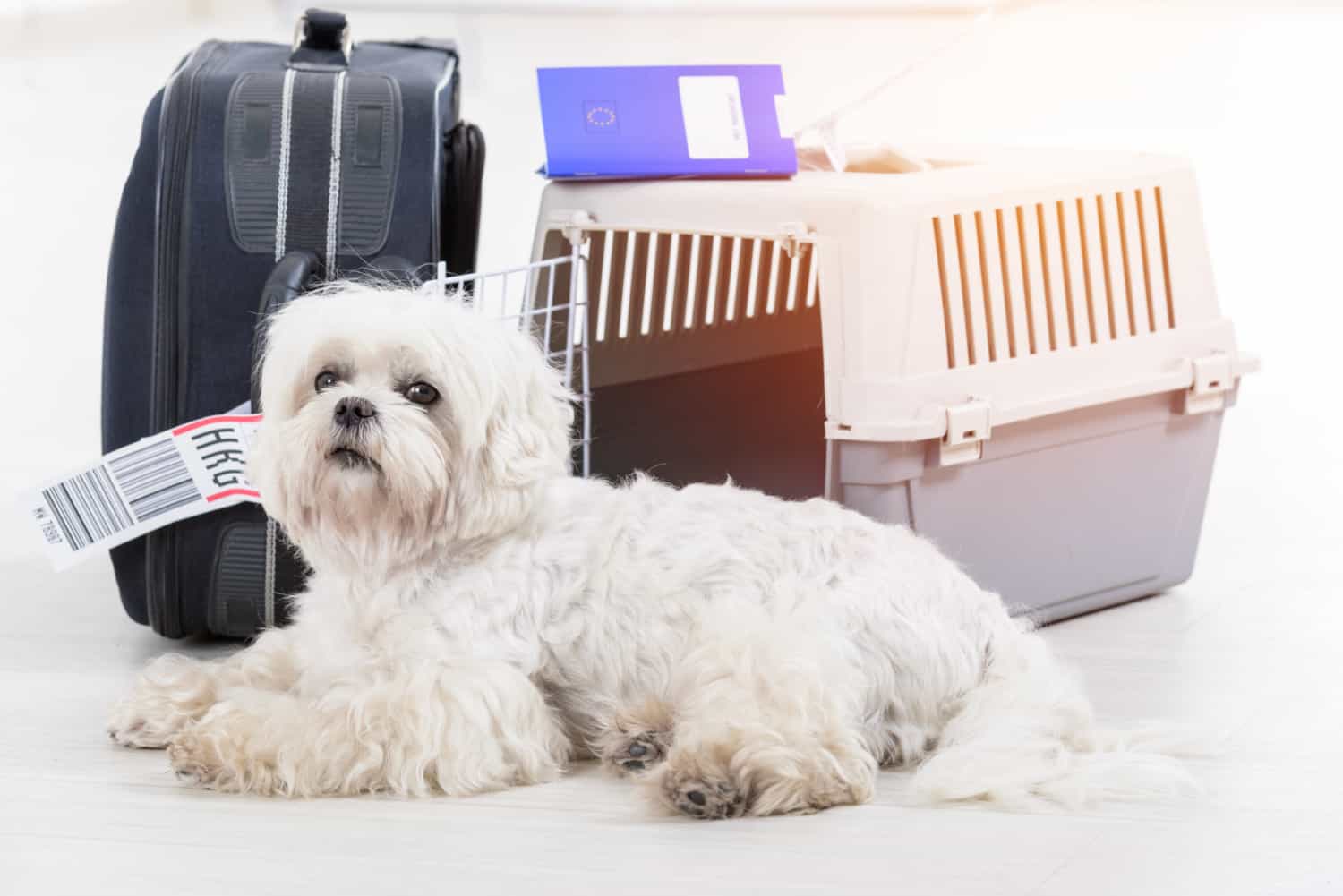 Pluizige witte hond die op de luchthaven wacht met een luchtvaartmaatschappij voor huisdieren en bagage op de achtergrond
