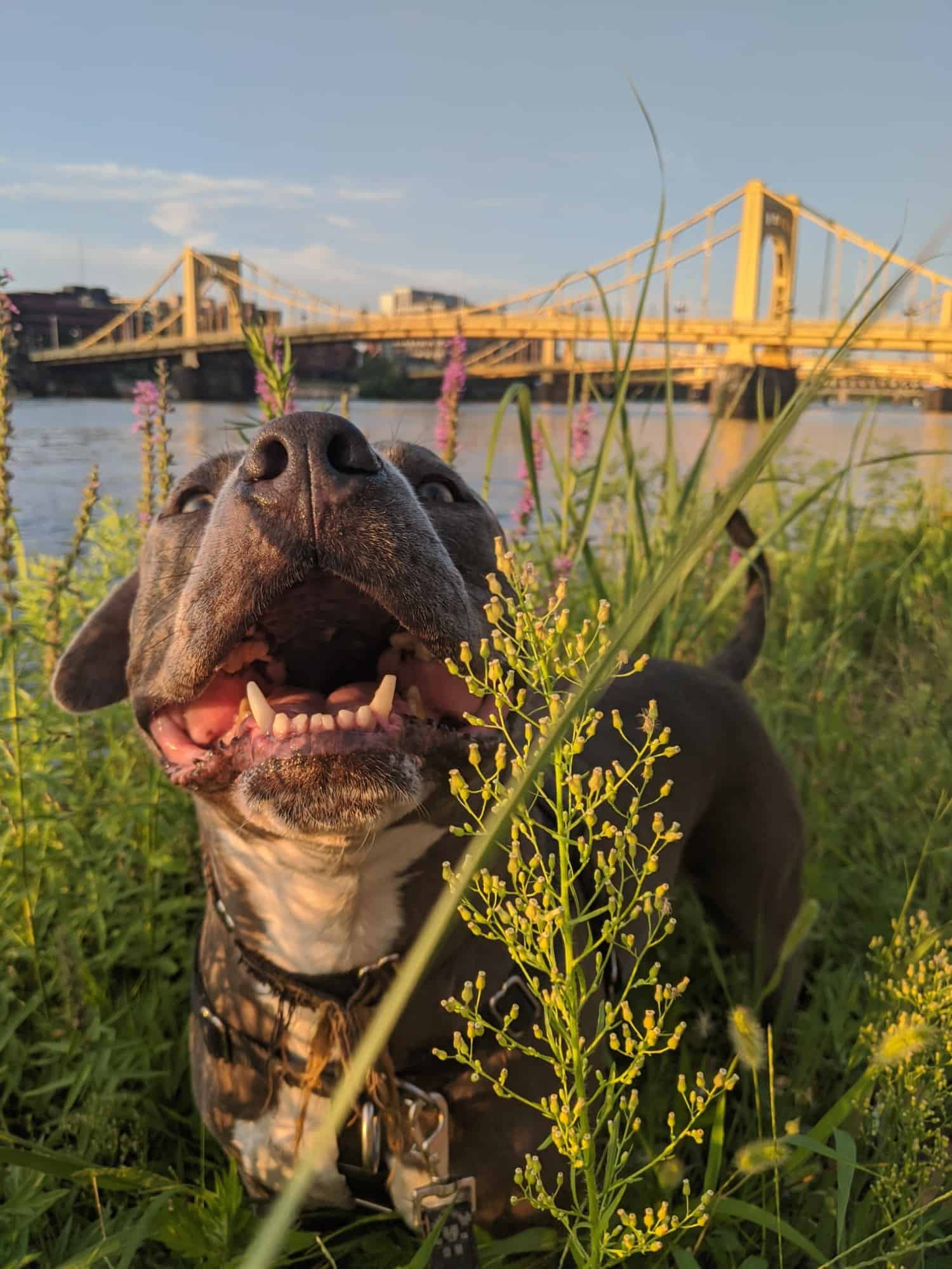 Blue pit bull with a huge smile in the grass with a bridge in the background