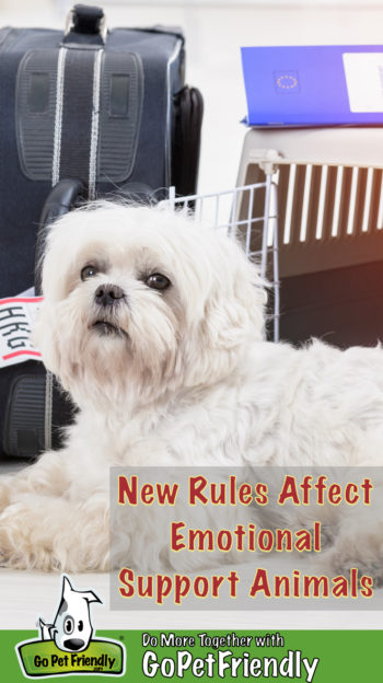 White fluffy emotional support dog ready to board a flight