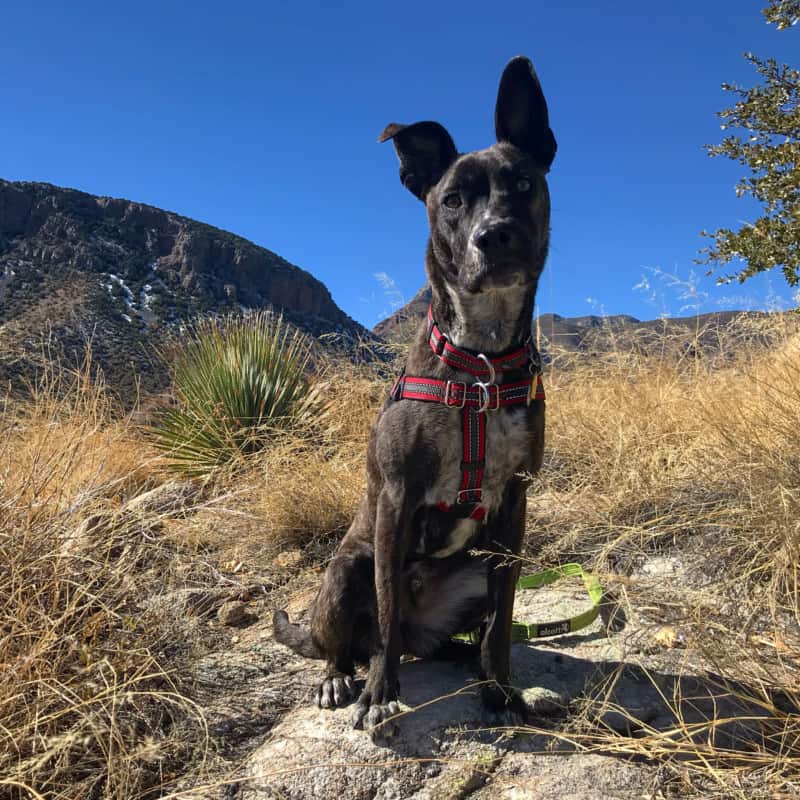 Dog sitting on a rock along a pet friendly trail at Kartchner Caverns State Park near Tucson, AZ