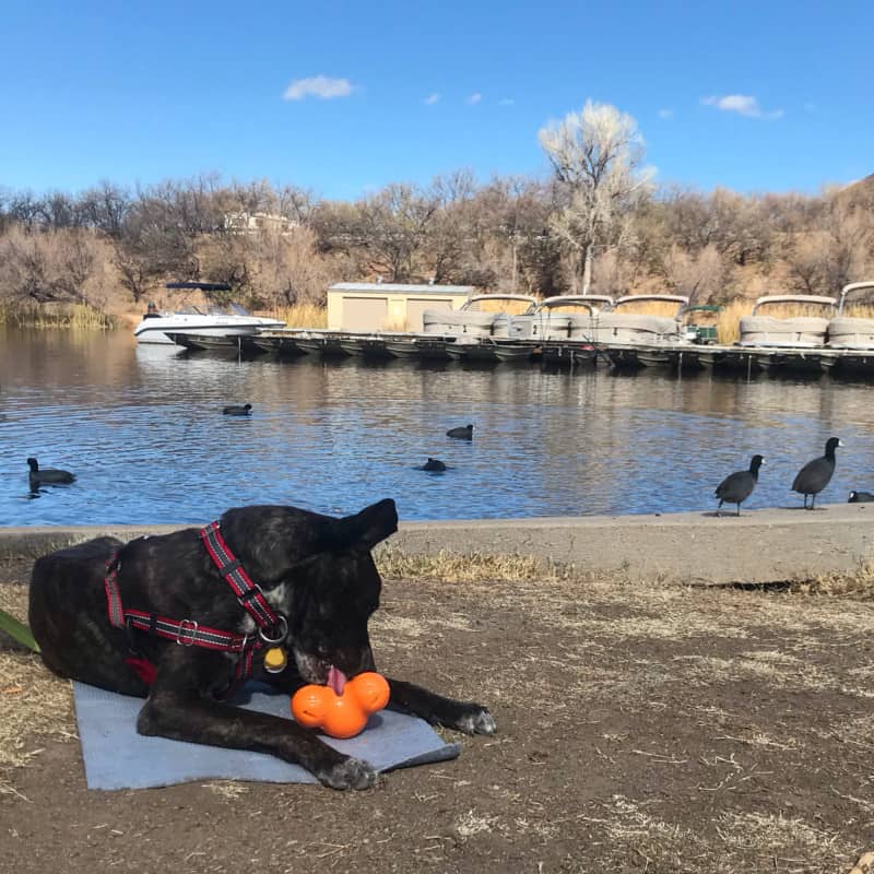 Dog on the shore at Patagonia Lake State Park near Tucson, AZ