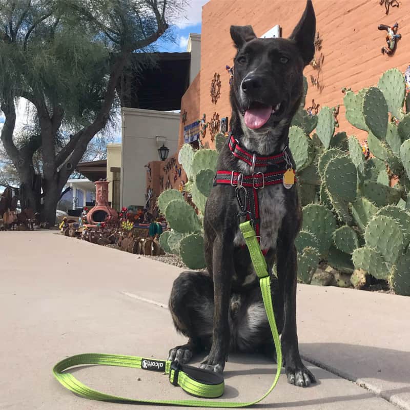 Happy brindle dog sitting on the sidewalk in Tubac, AZ