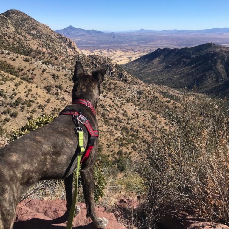 15 Dog Friendly Things To Do Around Tucson, AZ GoPetFriendly