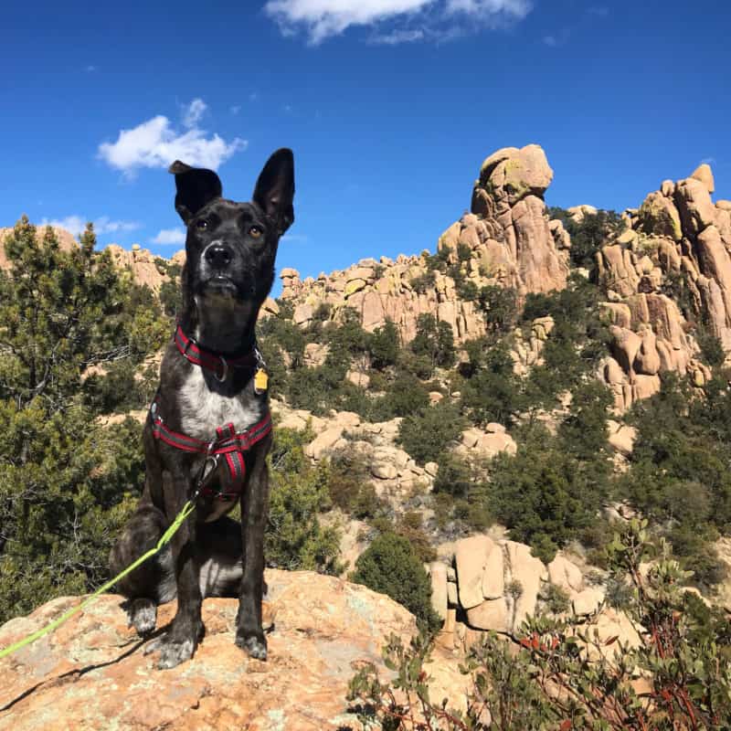 Brindle dog posting along a dog friendly trail at Cochise Stronghold near Tucson, AZ