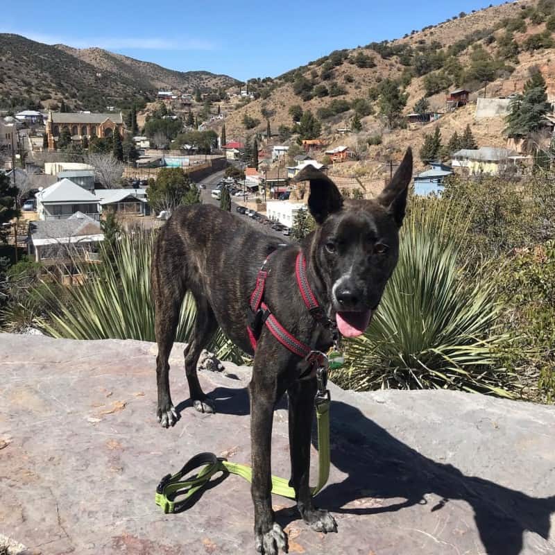 Dog on Castle Rock in Bisbee, AZ