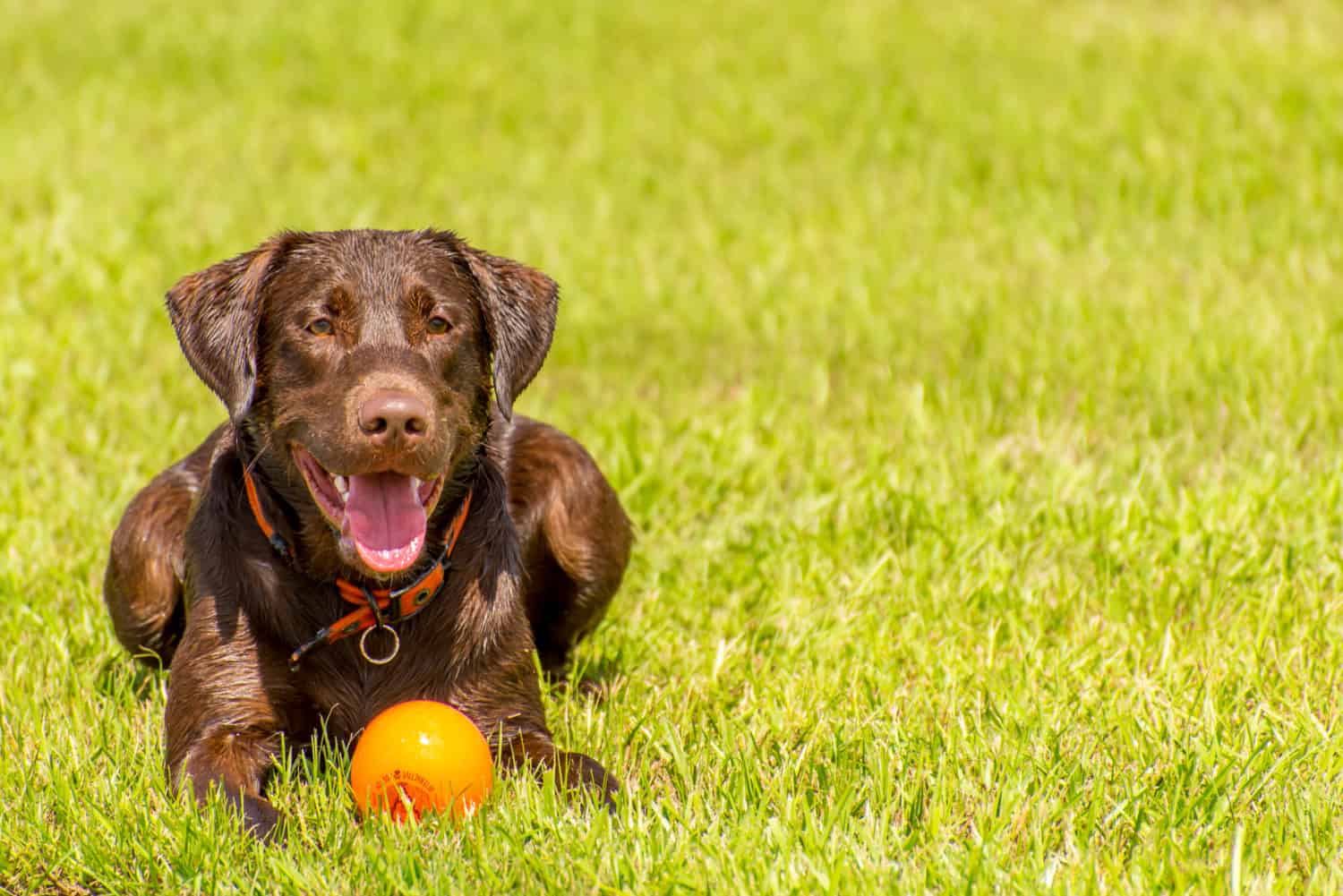 Chocolate Labrador dog laying in the wet grass with an orange ball in the dog park