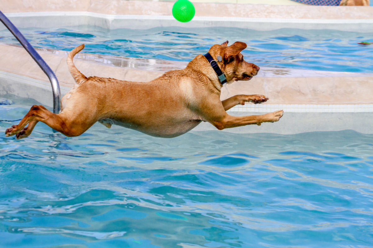 Yellow Labrador Retriever jumping into swimming pool to fetch ball