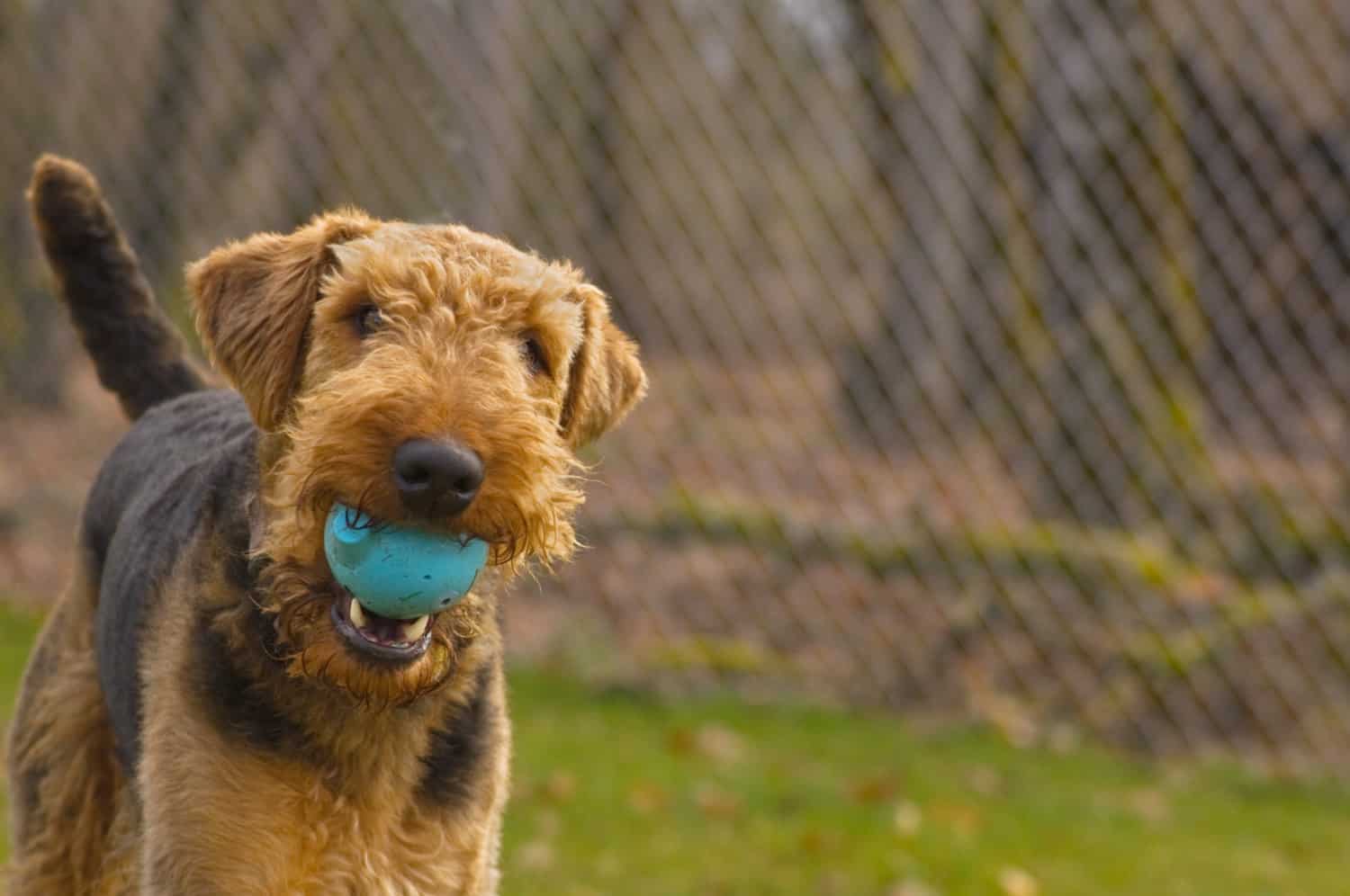 A playful Airedale Terrier dog with a ball in its mouth