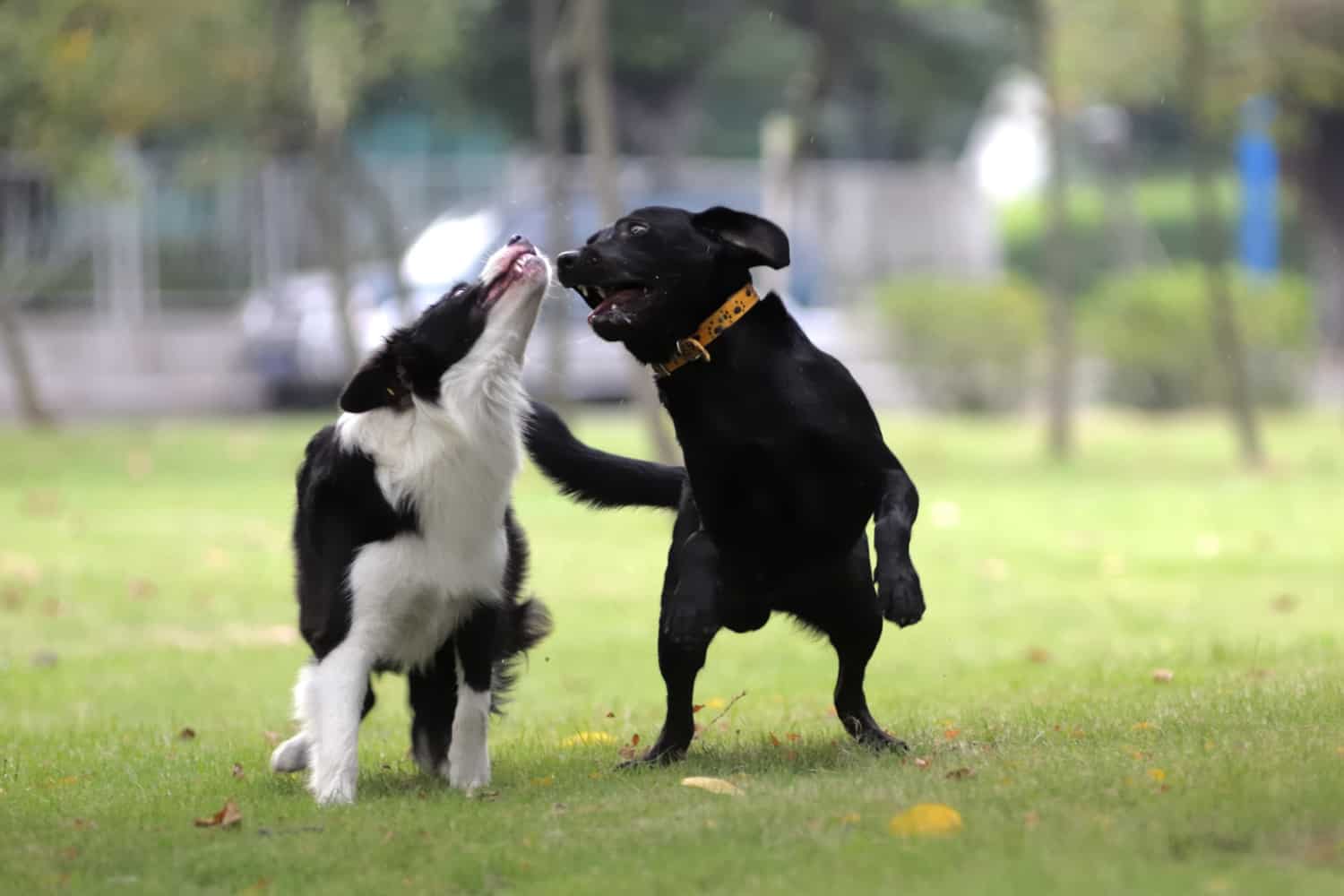 Two dogs playing together in a dog park