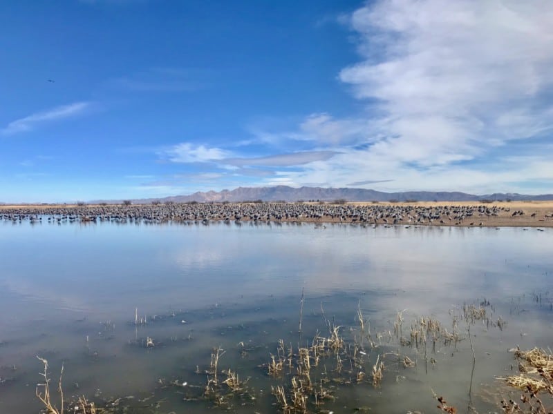 Sandhill cranes at Whitewater Draw near Tucson, AZ