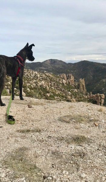 Brindle dog admiring the view on Mount Lemmon near Tucson, AZ