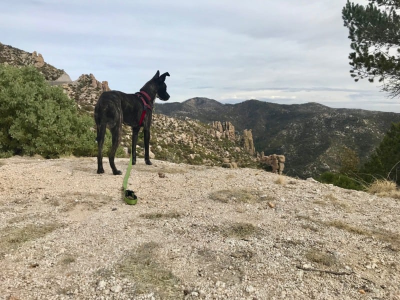 Brindle dog admiring the view on Mount Lemmon near Tucson, AZ