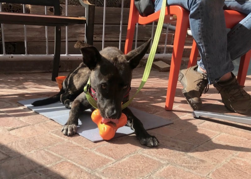 Brindle dog having lunch on the pet friendly patio at Shelby's Bistro in Tubac, AZ