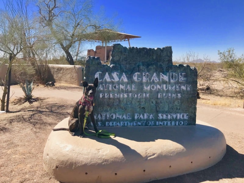 Brindle dog sitting beside the Casa Grande sign near Tucson, AZ