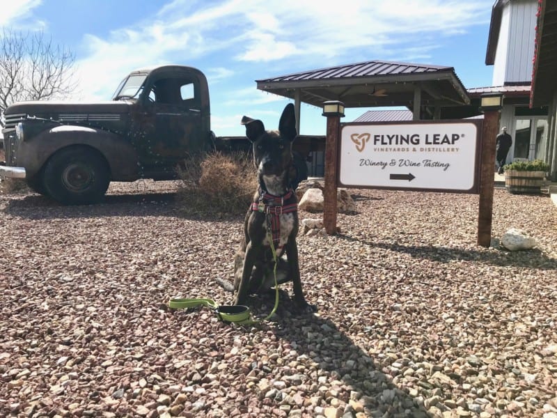 Brindle dog posing with a sign at the dog friendly Flying Leap Winery near Tucson, AZ