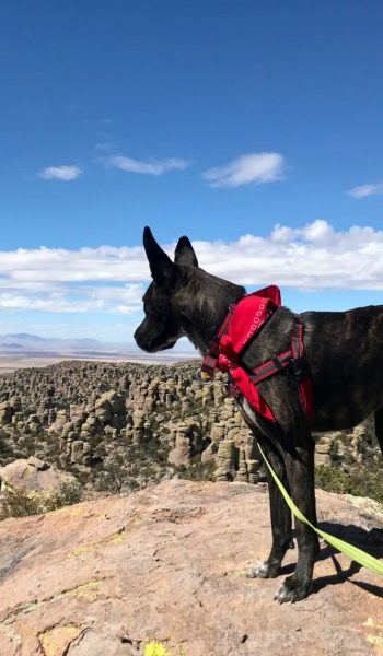 Brindle dog looking at view from Massai Point in Chiricahua National Monument in Arizona