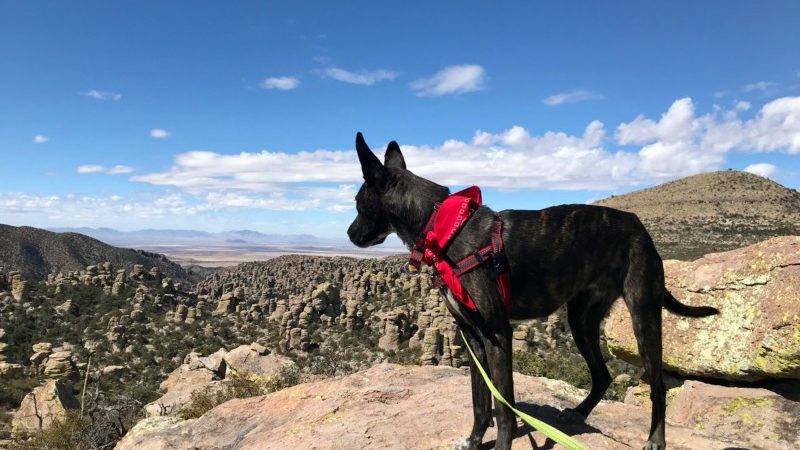 Brindle dog looking at view from Massai Point in Chiricahua National Monument in Arizona
