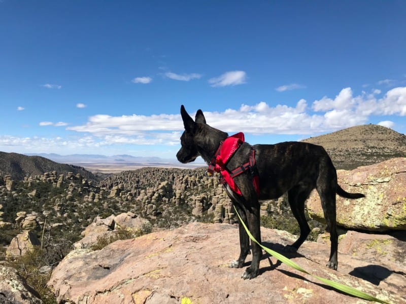 Visiting Arizona’s National Parks With Pets