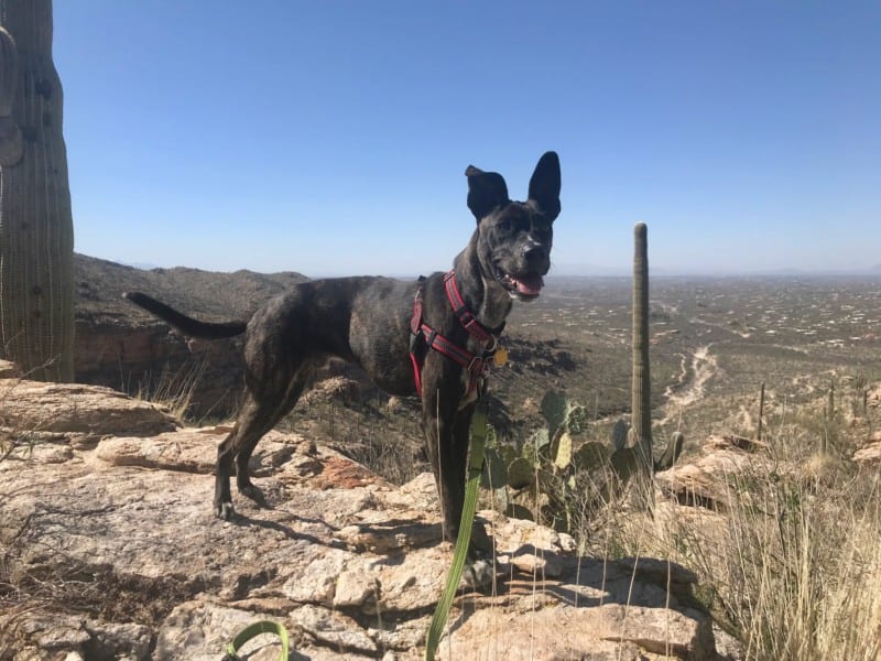 Brindle dog posing on the pet friendly Agua Caliente Trail near Tucson, AZ