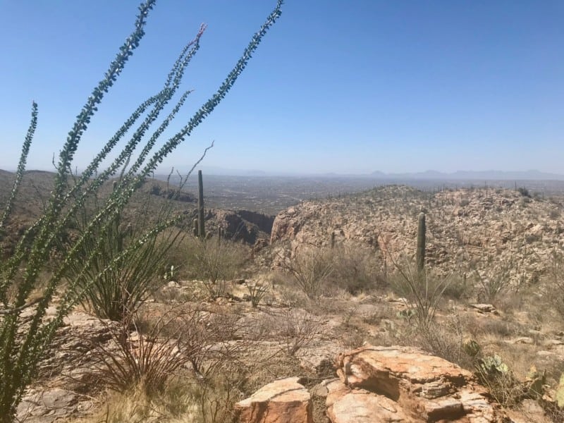 View from the dog friendly Auga Caliente Trail near Tucson, AZ