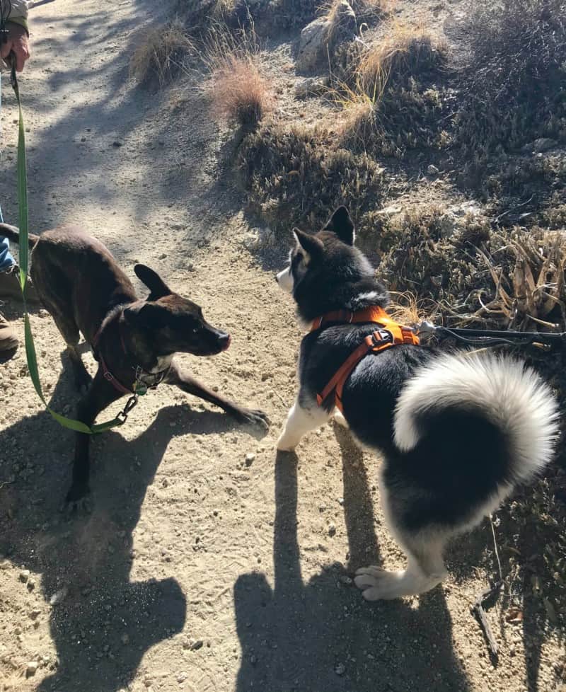 Two friendly dogs greeting each other on the trail at Madera Canyon near Tucson, AZ