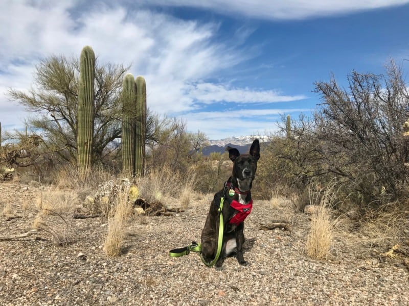 Brindle dog in red harness posing in Saguaro National Park, AZ