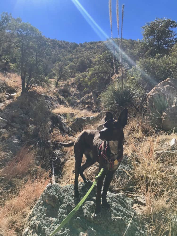 Dog standing on a rock along a dog friendly trail at Kartchner Caverns State Park near Tucson, AZ