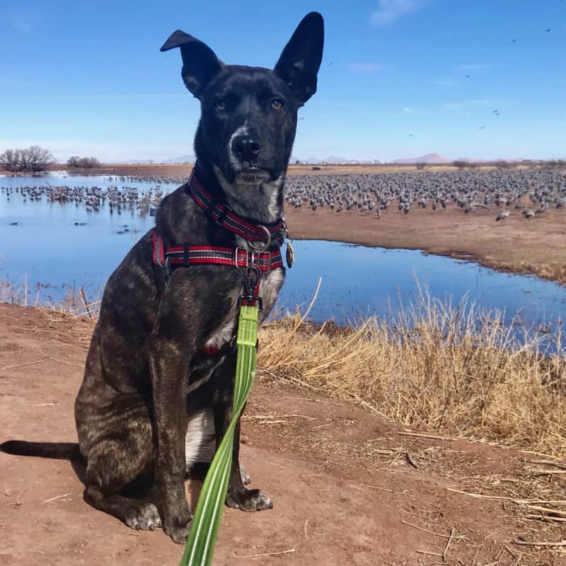 Brindle dog at Whitewater Draw near Tucson, AZ