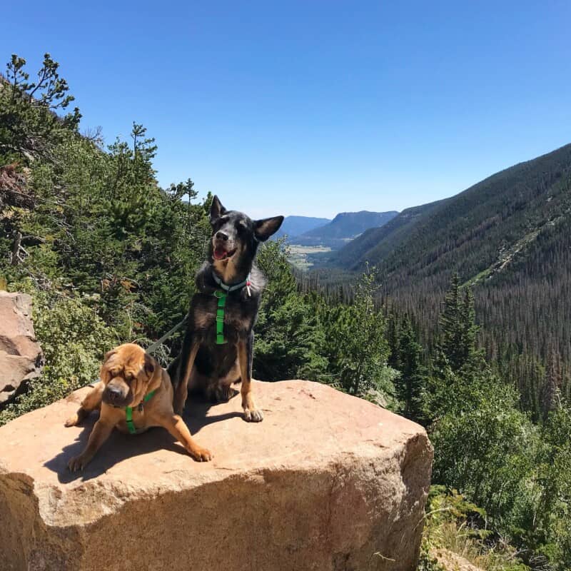 Shar-pei and German Shepherd dogs sitting on a rock with a mountain background in Rocky Mountain National Park, CO