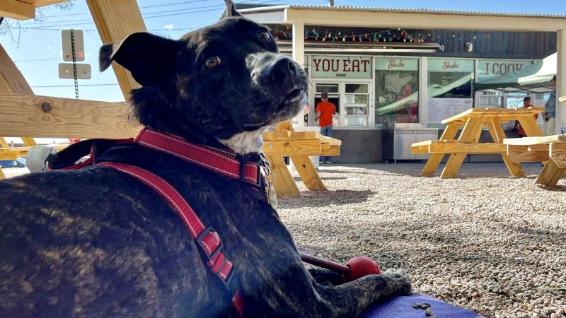 Brindle dog in a red harness laying on a purple mat next to a wooden picnic table at Shake Foundation in Santa Fe, NM