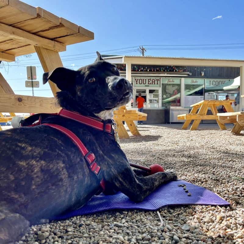 Brindle dog in a red harness laying on a purple rug next to a wooden picnic table at Shake Foundation in Santa Fe, NM