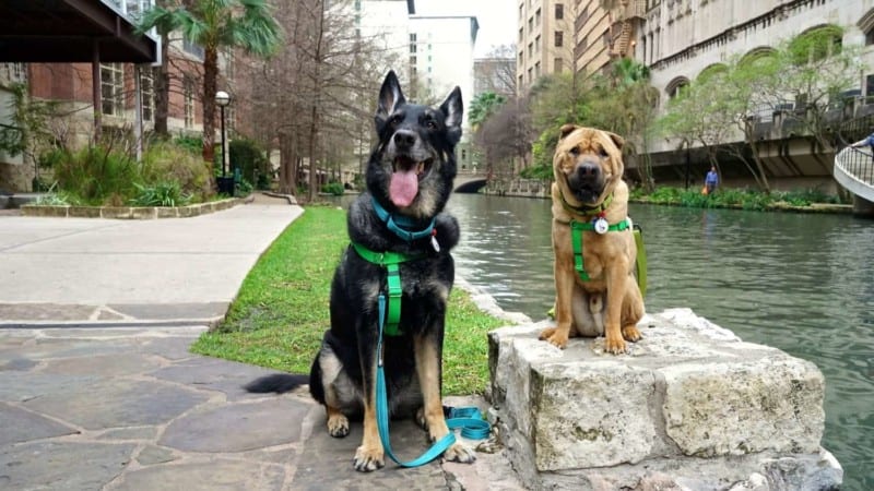 Pet Friendly San Antonio: Exploring The River Walk