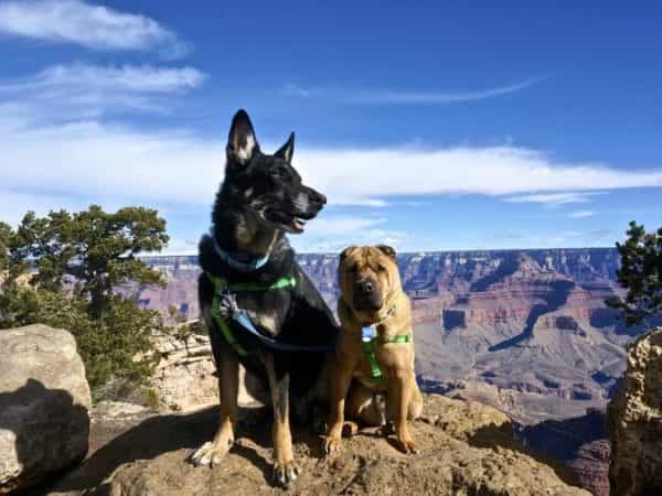 Pet Friendly National Park: The Grand Canyon