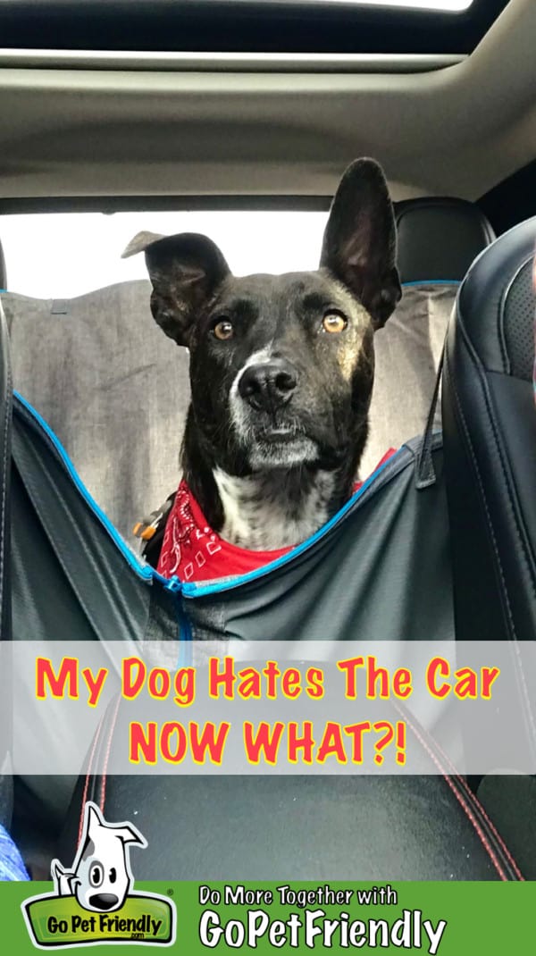 Brindle dog in a red bandana in the back seat of a car