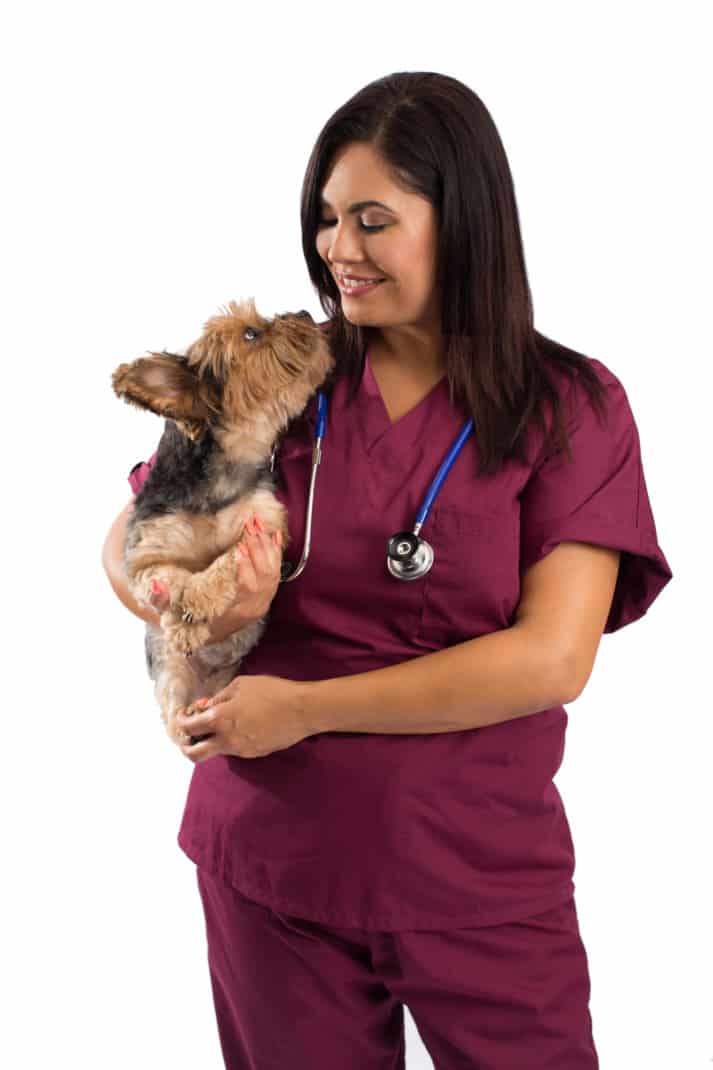 Veterinarian woman holding a Yorkshire Terrier dog