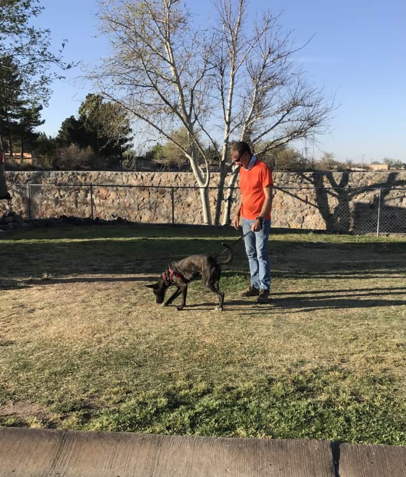 A man with a leash and a brindle dog smelling grass