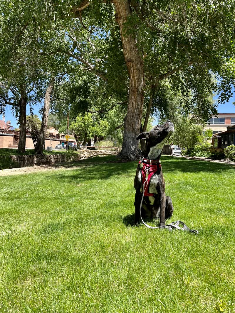 Bridle dog in a red harness on the pet friendly River Trail in Santa Fe, NM
