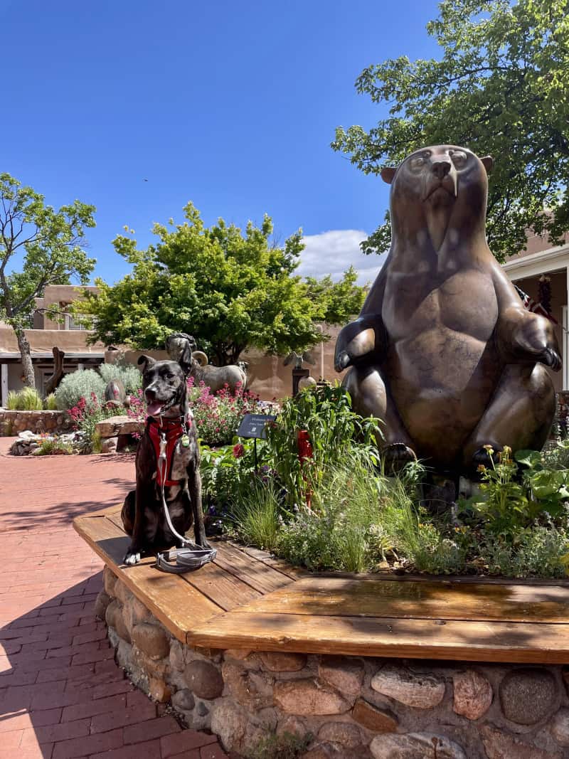 Brindle dog in a red harness sitting beside a sculpture of a bear in Santa Fe, NM