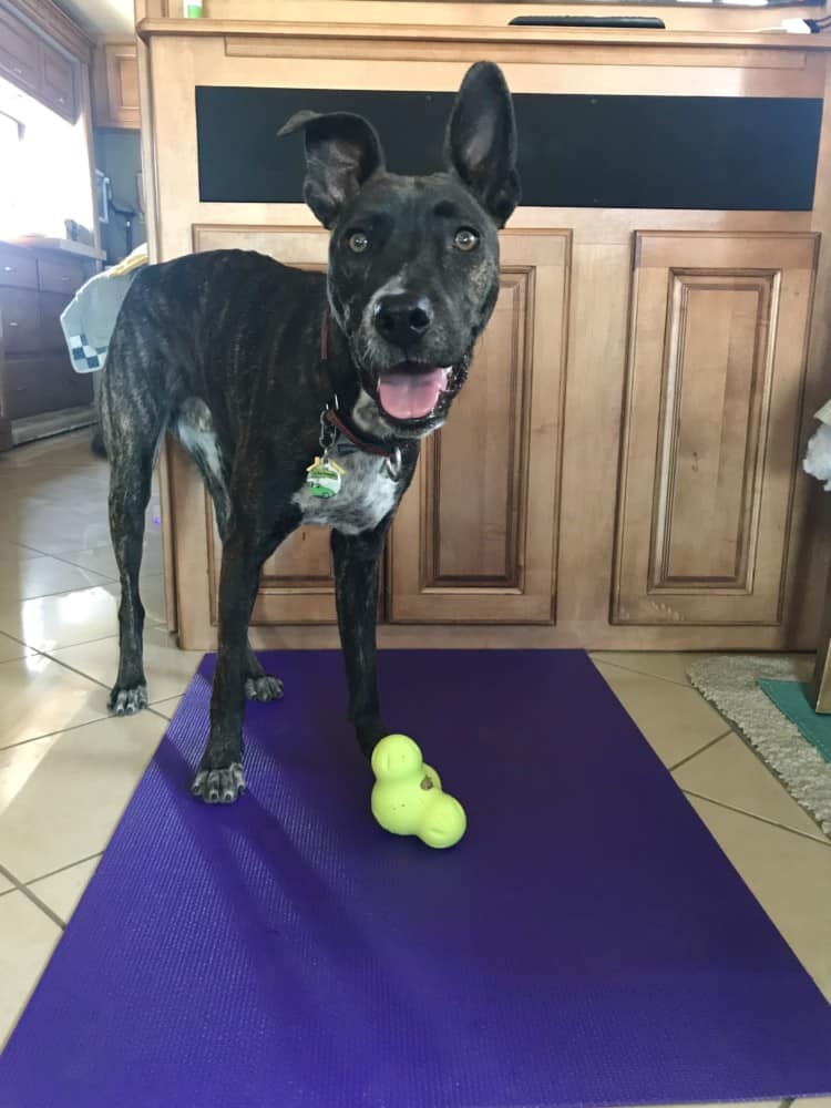 Happy brindle puppy with a stuffed West Paw Zygoflex Tux toy on a yoga mat