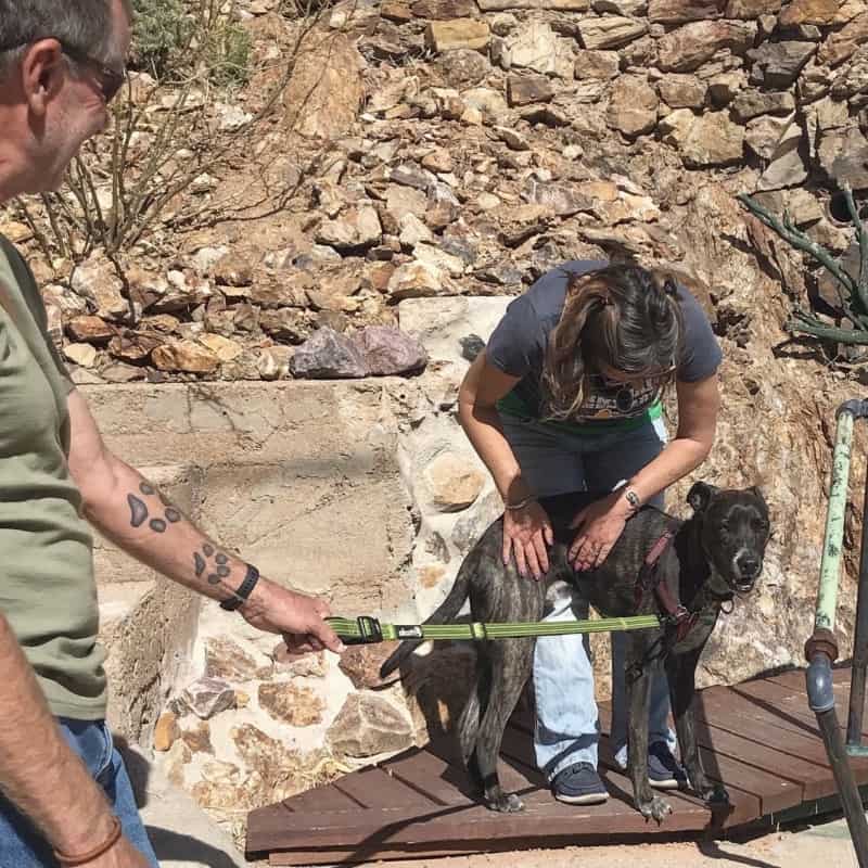 Brindle puppy being petted by a woman