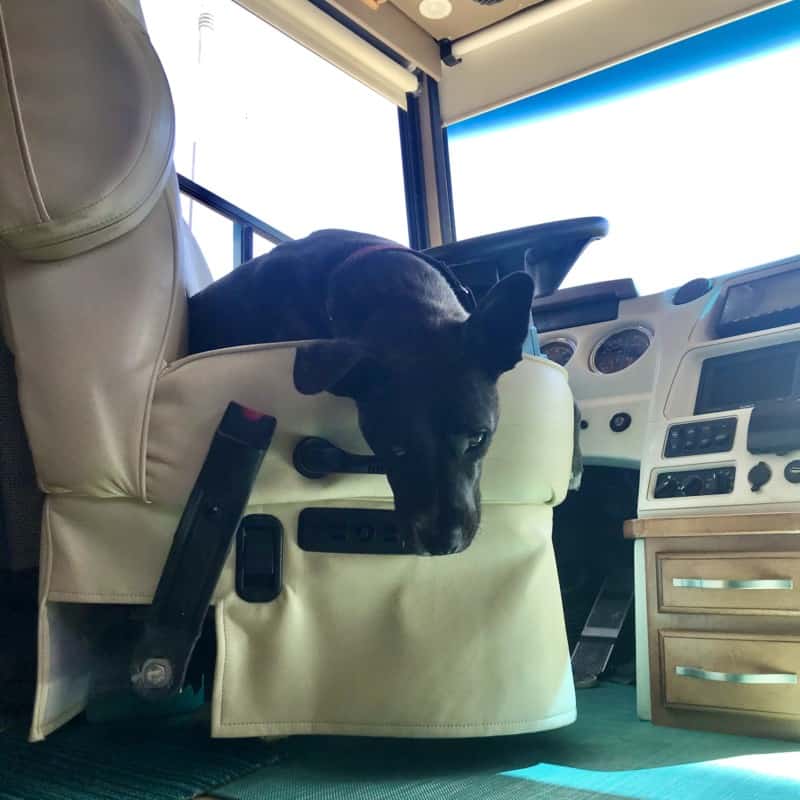 Brindle puppy pouting in the driver's seat of a Winnebago motorhome