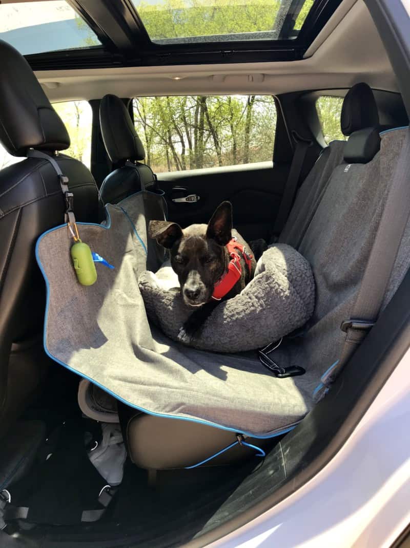 Brindle dog who used to hate the car sleeping comfortably in the back seat