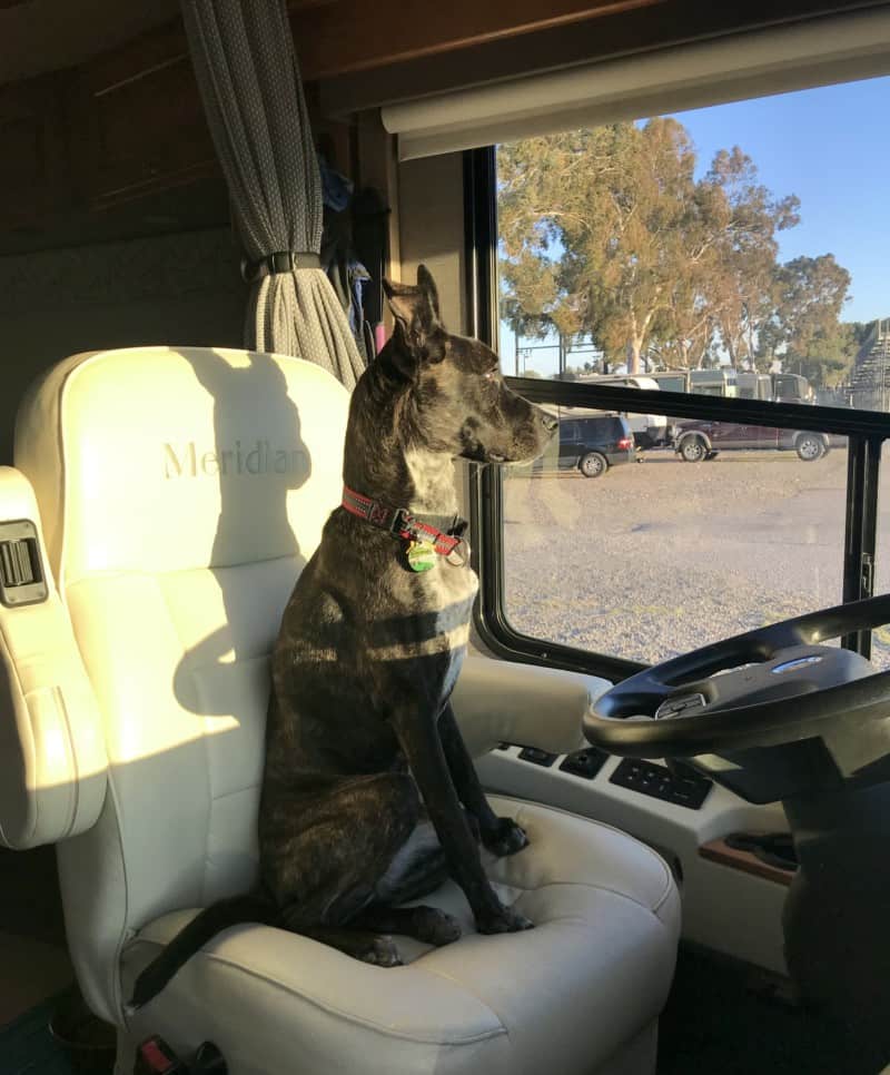 Brindle dog sitting in the driver's seat of a Winnebago motorhome looking out the window