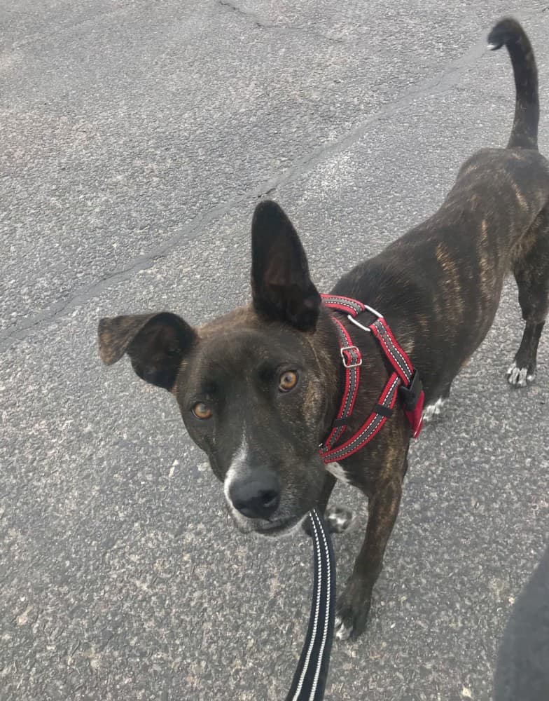 Brindle puppy in red harness looking at the camera